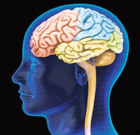 دماغ الإنسان وظائفه وطرق المحافظة على صحته