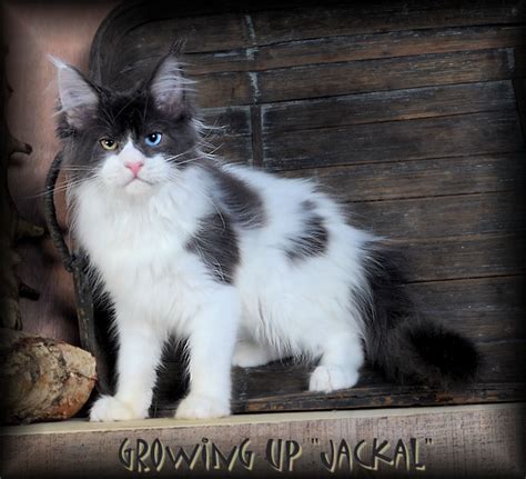New and used items, cars, real estate, jobs, services, vacation we have male maine coon kitten available for reservation. Breeding Maine Coon Stud Cats of Congocoon Cattery