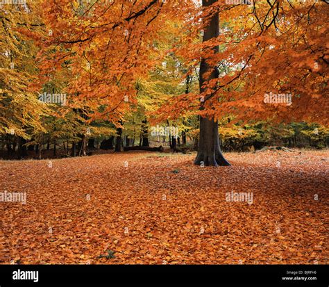 Ashridge Forest In Autumn Stock Photo Alamy
