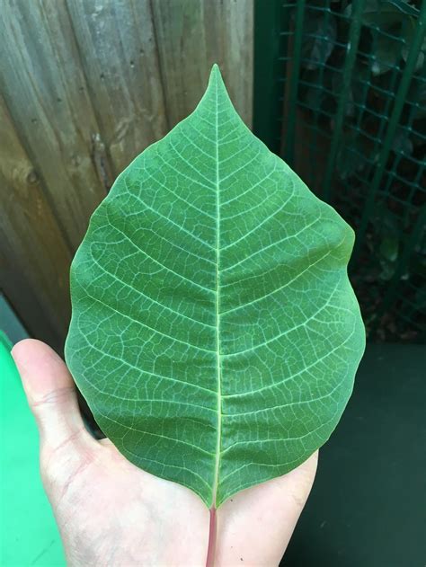 A leaf divided into three parts, the sinuses extending not more than half way to the middle, and either the parts of the sinuses being rounded. Plant ID forum→Broad Lobed Leaf, Milky Sap - Garden.org