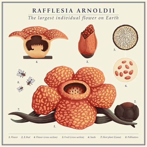 Botanical Encyclopedia Illustration Rafflesia Arnoldii R