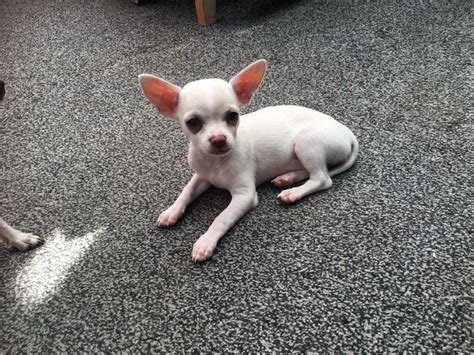 63 White Female Chihuahua For Sale Pic Bleumoonproductions