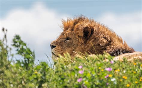 Download Wallpapers Lion Predator Wildlife Lion In The Grass