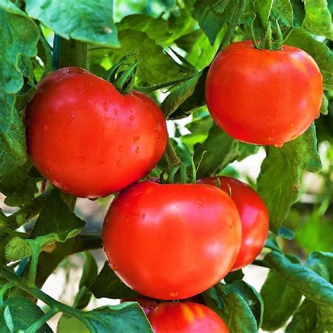 Marglobe Tomato Seed Sold By The Pound