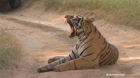 Tiger Safari Tours In Bandhavgarh Bandhavgarh Wildlife Photography