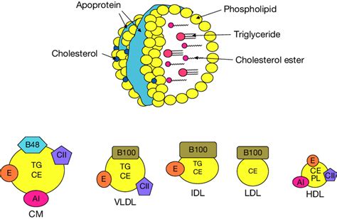 Lipoprotein Structures Lipoproteins Contain A Hydrophobic Core Of Tg