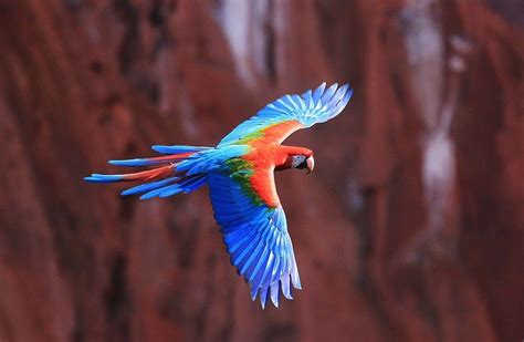 Macaw Parrot Flying 4k Ultra Hd Wallpaper 4k Wallpapernet Обои с
