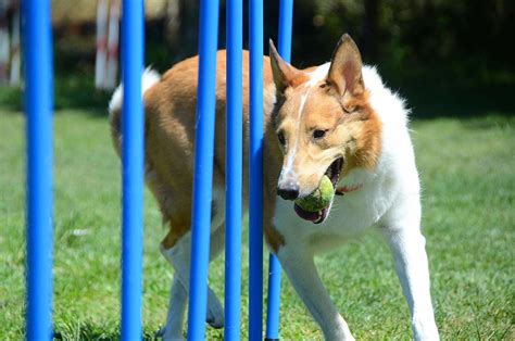 Here's how to build a backyard agility course for your active dog ...