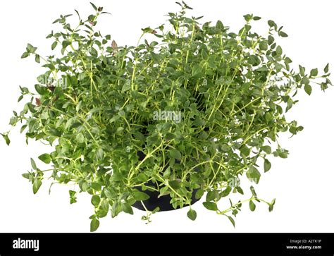 Garden Thyme English Thyme Thymus Vulgaris Potted Plant Stock Photo