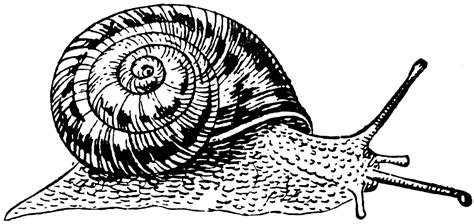 Free download 49 best quality black and white heart drawing at getdrawings. African Snail | ClipArt ETC