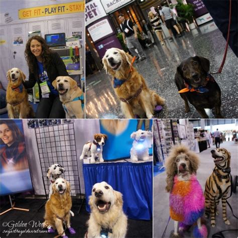 4 Reasons Why A Blogger Attends Pet Expo Golden Woofs