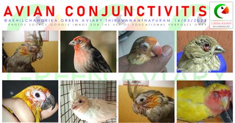 Avian Conjunctivitis