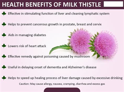 Learn more about milk thistle uses, benefits, side effects, interactions, safety concerns, and effectiveness. Milk thistle extract Silymarin: Silymarin is able to ...