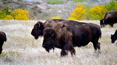 Bison Return To Area Of Badlands National Park For First