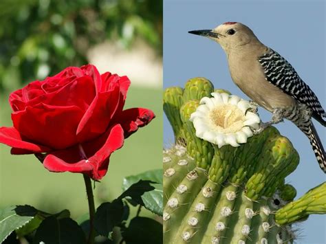 The Story Of A Red Rose And A Cactus World Of Flowering Plants