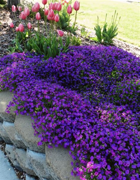 Rock Cress Aubrieta No One Can Spell It But Anyone Can Grow It