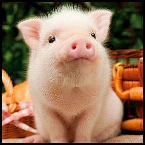Cute Pigs Wallpaper - AppRecs