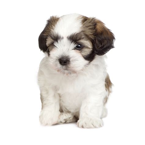 Created by skyler kallal designs. Teddy Bear » - Puppy Buddy