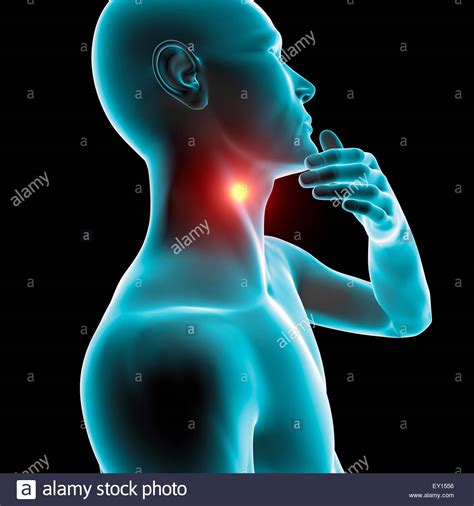Tonsils Anatomy Hi Res Stock Photography And Images Alamy