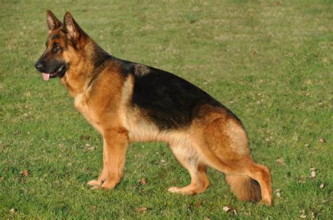 A German Shepherd Standing In The Grass With Its Tongue Out