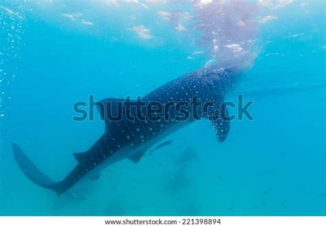 Underwater Shoot Gigantic Whale Sharks Rhincodon Stock Photo 221398894