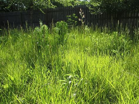 Converting Lawn To Pollinator Meadow Garden Monarch Gardens