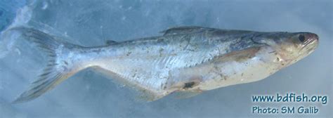 Pangas Catfish Pangasius Pangasius Hamilton 1822 Bdfish Feature