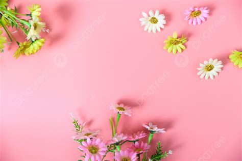 Background Foto Ilustrasi Latar Belakang Bunga Aster Bunga Aster