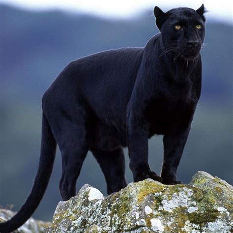 Black Wild Cats In Florida Care About Cats