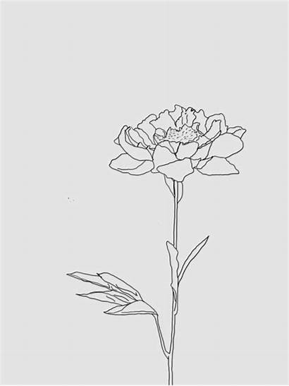 Aesthetic Drawing Flower Flowers Line Doodle Rose