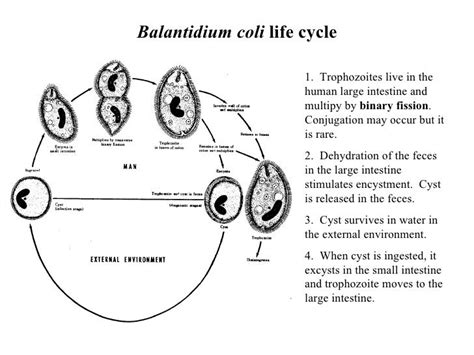 Life Cycle Of Balantidium Coli Pdf