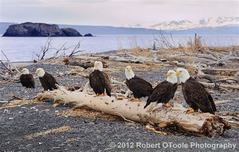 Bald Eagle Group Gathered On The Beach In Alaska Bald Eagle Wildlife