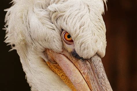 Free Images Nature Wing White View Pelican Zoo Beak Feather