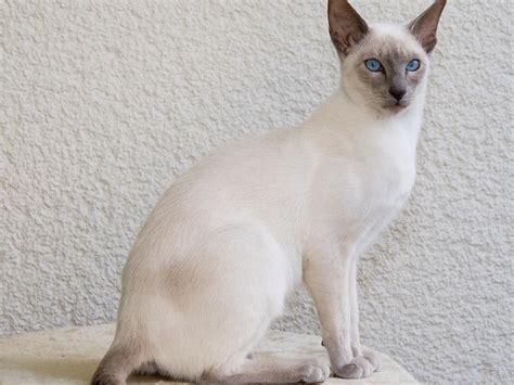 Gorgeous Siamese Cat Cat Breeds With Pictures Balinese Cat Cat Breeds