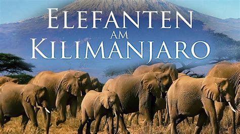 Elefanten Im Kilimanjaro Dokumentation Ganzer Film Deutsch