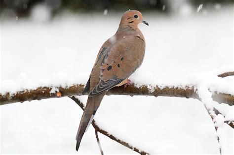 Top 20 Backyard Birds In Minnesota Free Identification Printable