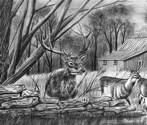 24 Free Deer Drawings And Designs Deer Drawing Deer Cartoon Drawings