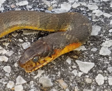 It looks much like an earthworm. Living Alongside Wildlife: Snake Identification Challenge ...