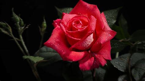 Perfect Red Rose 1080p Hd Wallpaper 1080p Hd Wallpapers