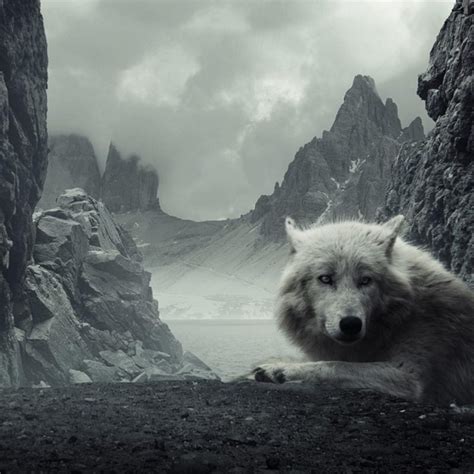 10 Most Popular White Wolf Wallpaper 1920x1080 Full Hd 1920×1080 For Pc