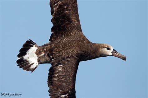 Westport Seabirds All Day Pelagic Bird Watching Trips To See Black