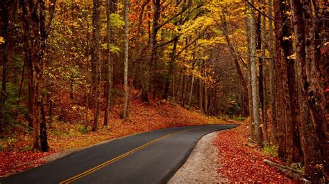 Leaves Trees Forest Park Autumn Walk Hdr Roads Wallpaper 2048x1152