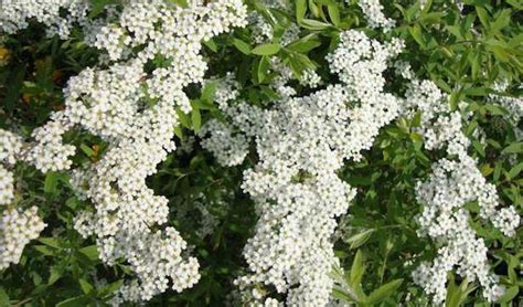 Questo arbusto non richiede particolari operazioni di potatura: Fiori bianchi da giardino - Idee Green