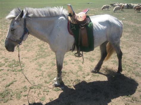 Mongolian Horse Info, Origin, History, Pictures