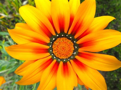 This festival season give us an opportunity to add life and. Adventures from Vietnam: New Zealand - FLOWERS