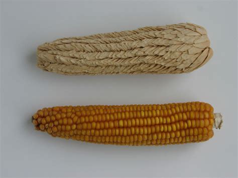 Pod Corn Develops Leaves In The Inflorescences Max Planck Society