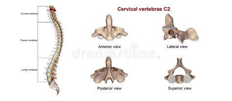 Vértebras Cervicales C7 Stock De Ilustración Ilustración De Cuerda