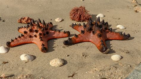 Diamond Like Starfish Skeleton Is Unlike Any Discovered In Nature Big