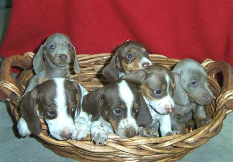 45 Blue Eyed Dapple Dachshund Puppies L2sanpiero