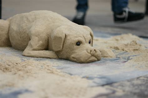 23rd April 2013 Sand Dog